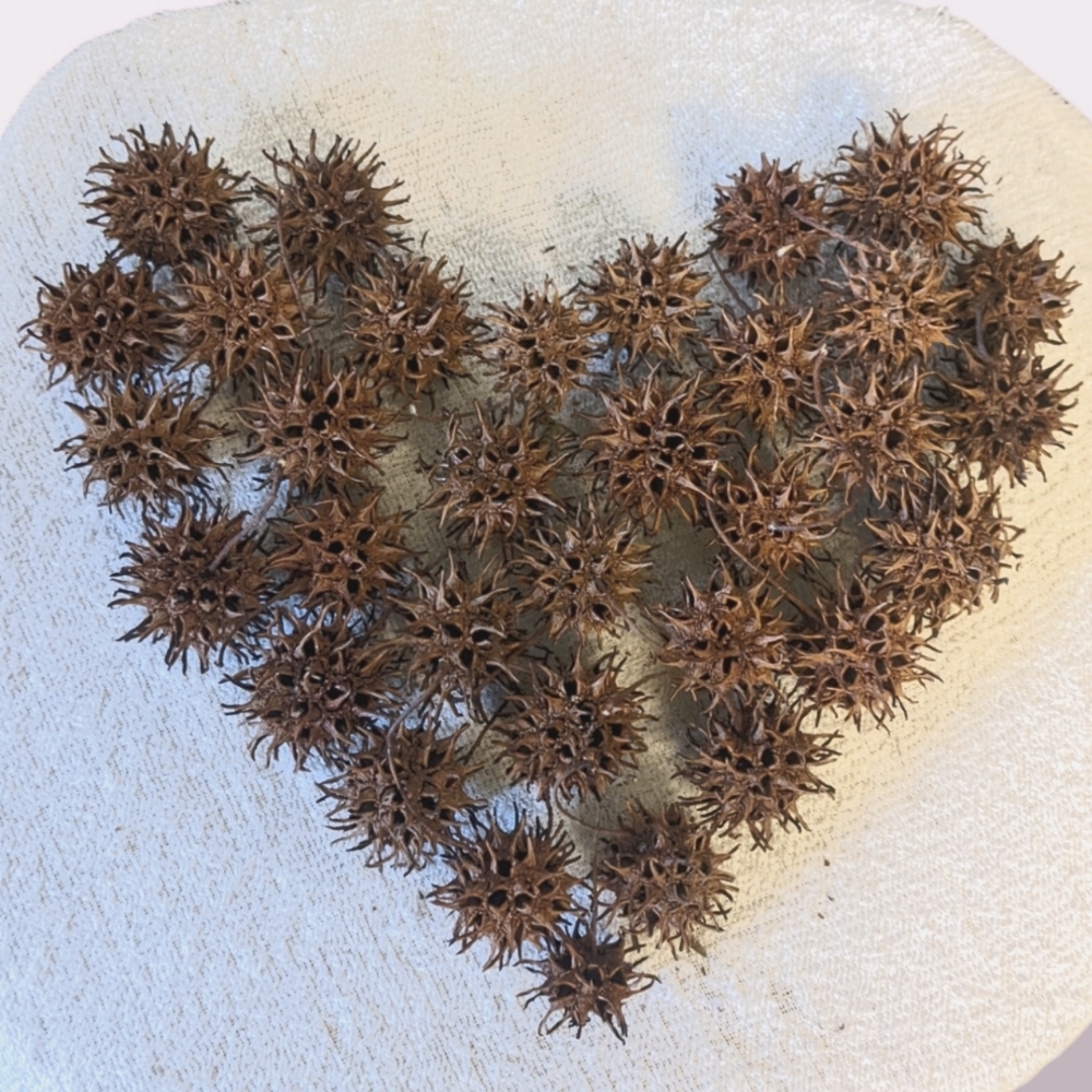 20 Piece Organic Pesticide Free Sweet Gum Burrs for Crafting, Floral Decor